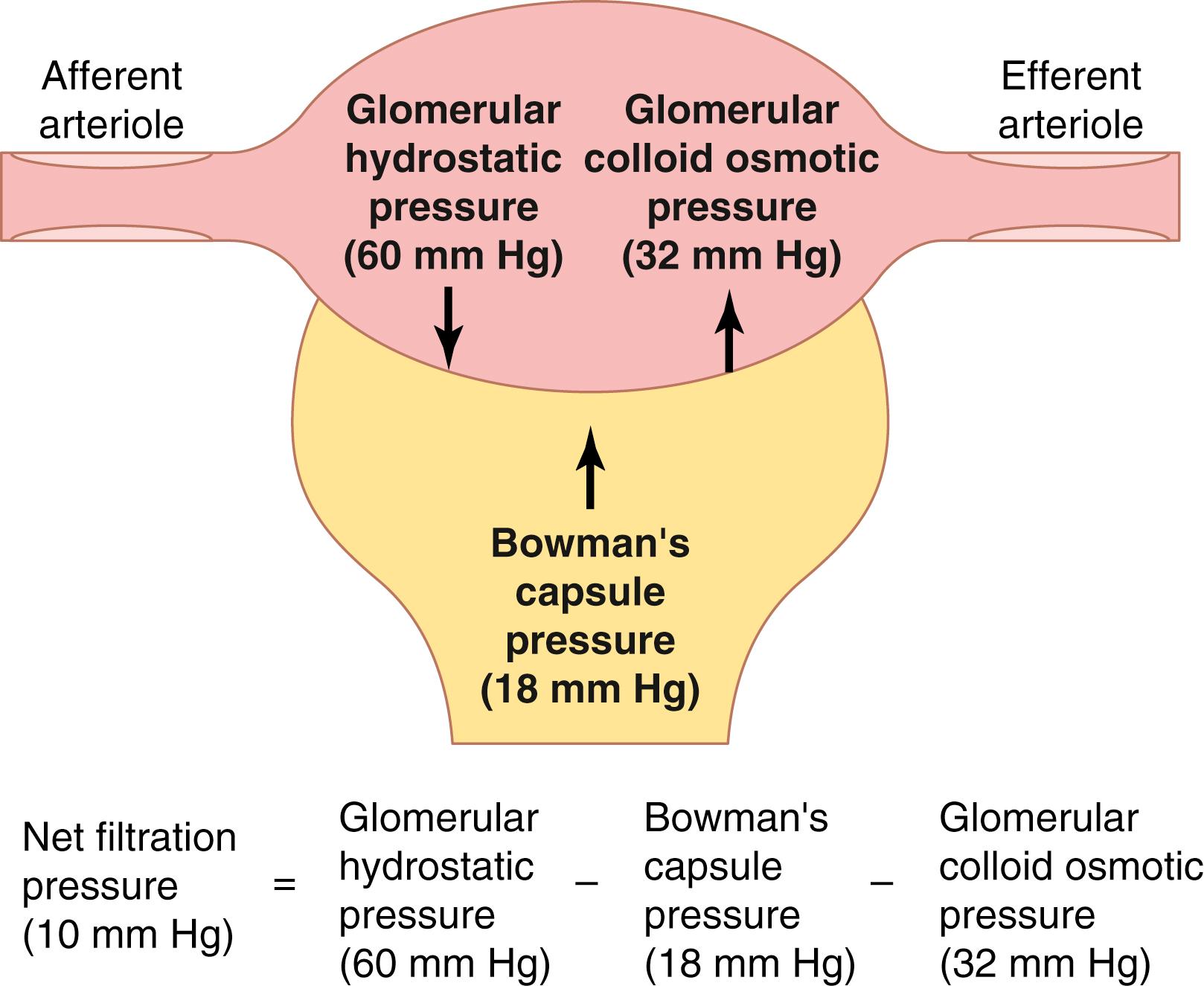 Figure 27-4, Summary of forces causing filtration by the glomerular capillaries. The values shown are estimates for healthy humans.