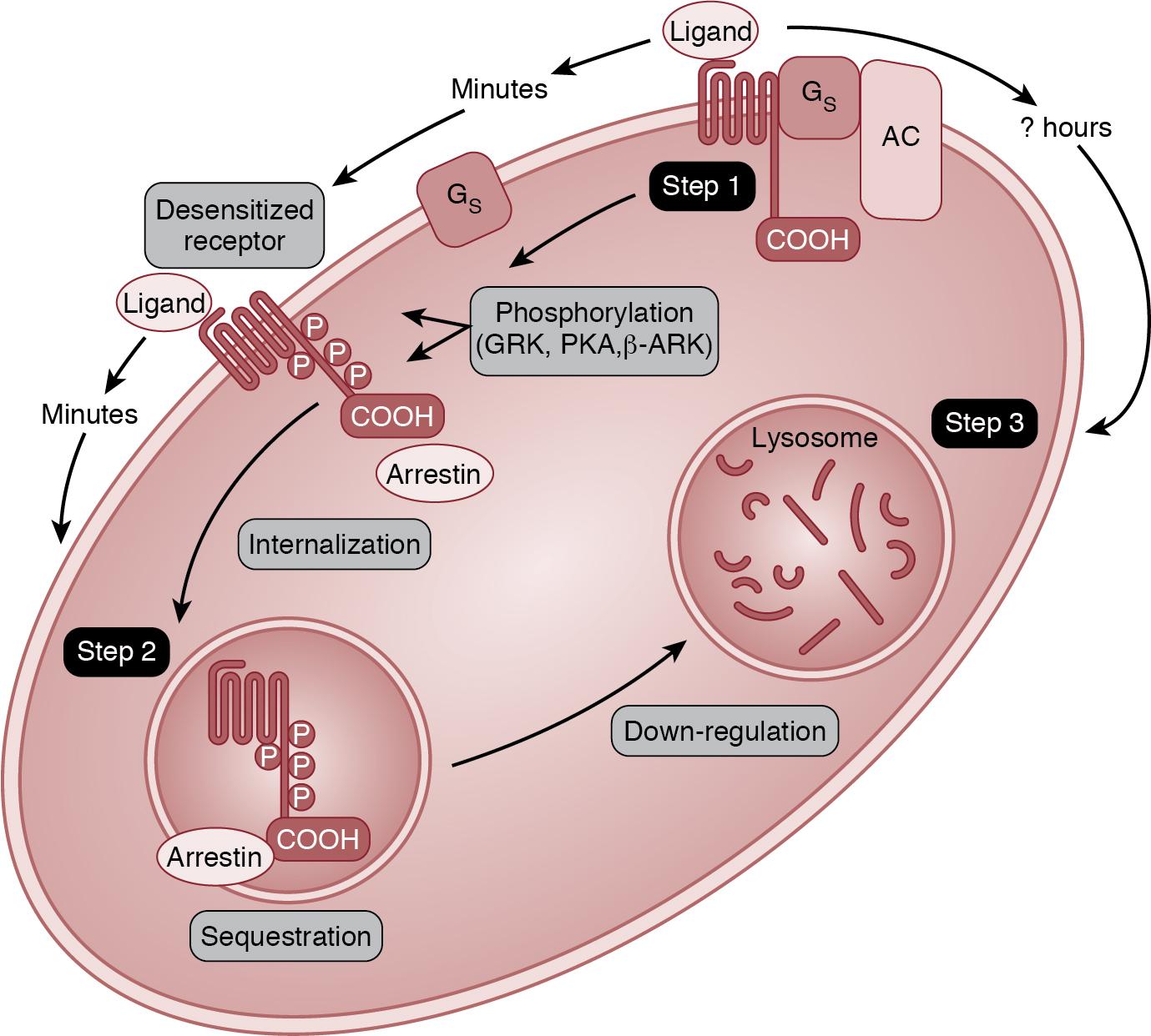 Fig. 23.2, Cellular mechanisms of adrenergic receptor downregulation.