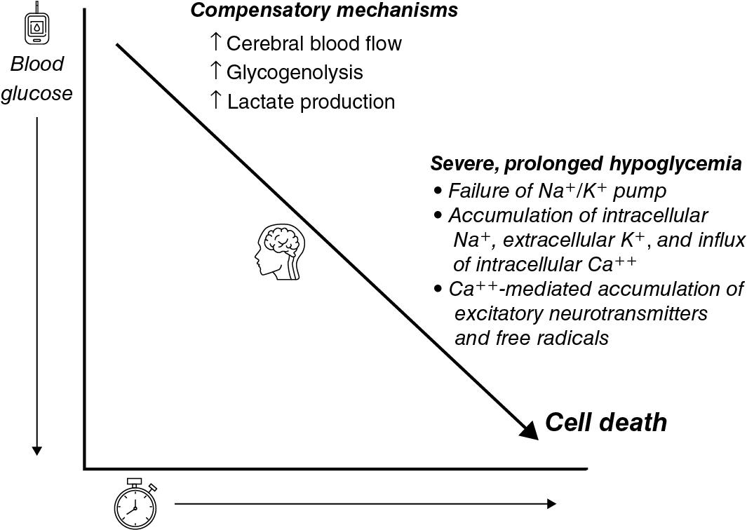 Fig. 10.1, Schematic of cerebral adaptations to hypoglycemia over time and postulated mechanisms that contribute to hypoglycemia-associated brain injury.