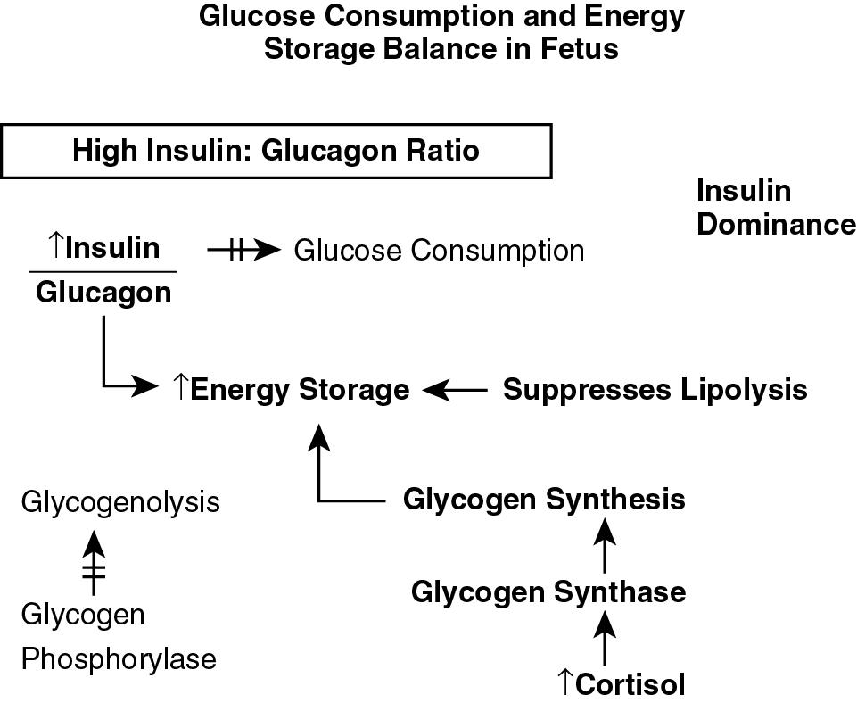 Fig. 4.3, Fetal maintenance of anabolic state promoting energy storage.