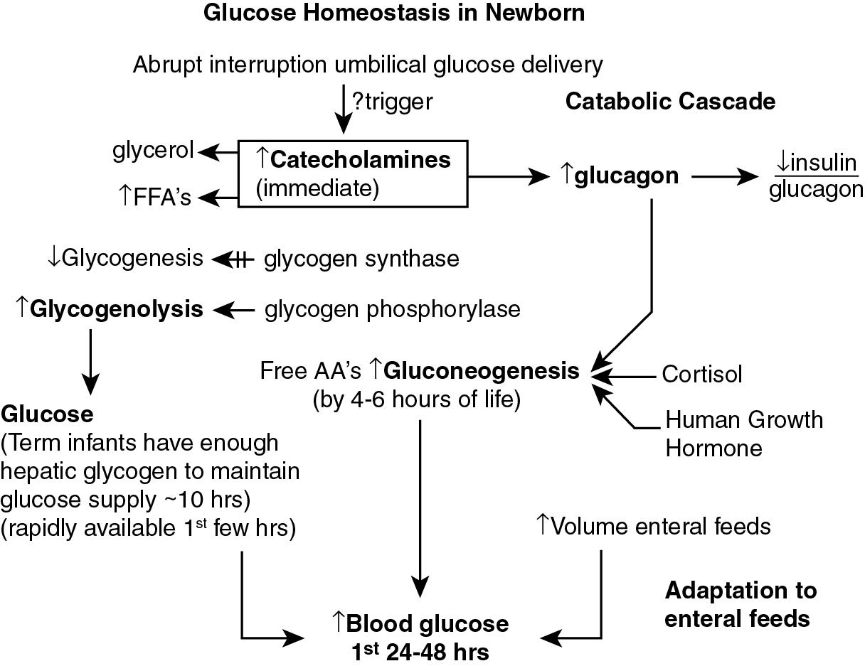 Fig. 4.4, Adaptations around delivery and over the first 24 hours of life to establish postnatal glucose homeostasis.