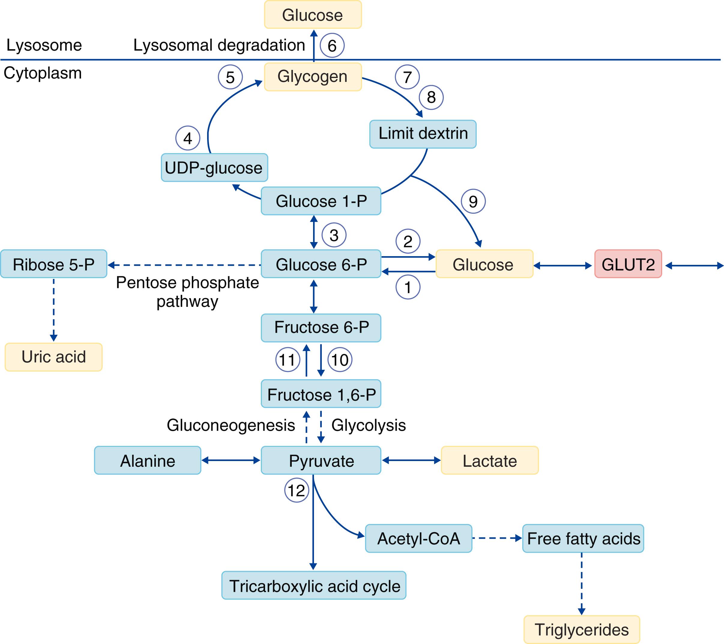 FIGURE 191-1, Simplified scheme of glycogen synthesis and degradation in the liver.