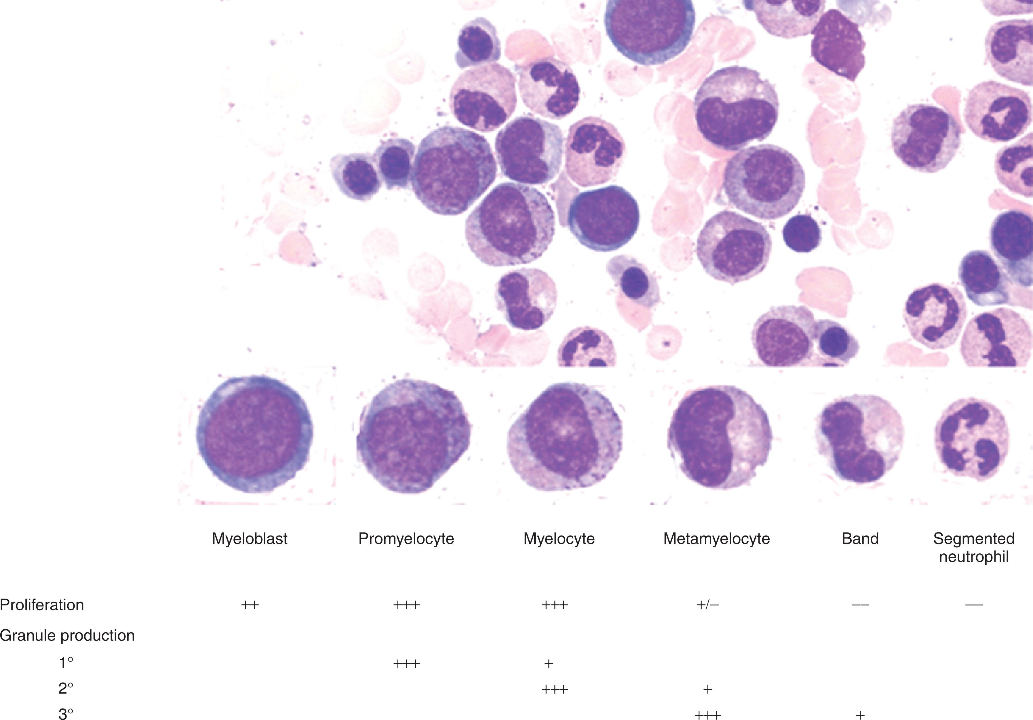 Figure 28.1, NEUTROPHIL MATURATION STAGES WITH ASSOCIATED ACQUISITION OF STAGE-SPECIFIC GRANULES.