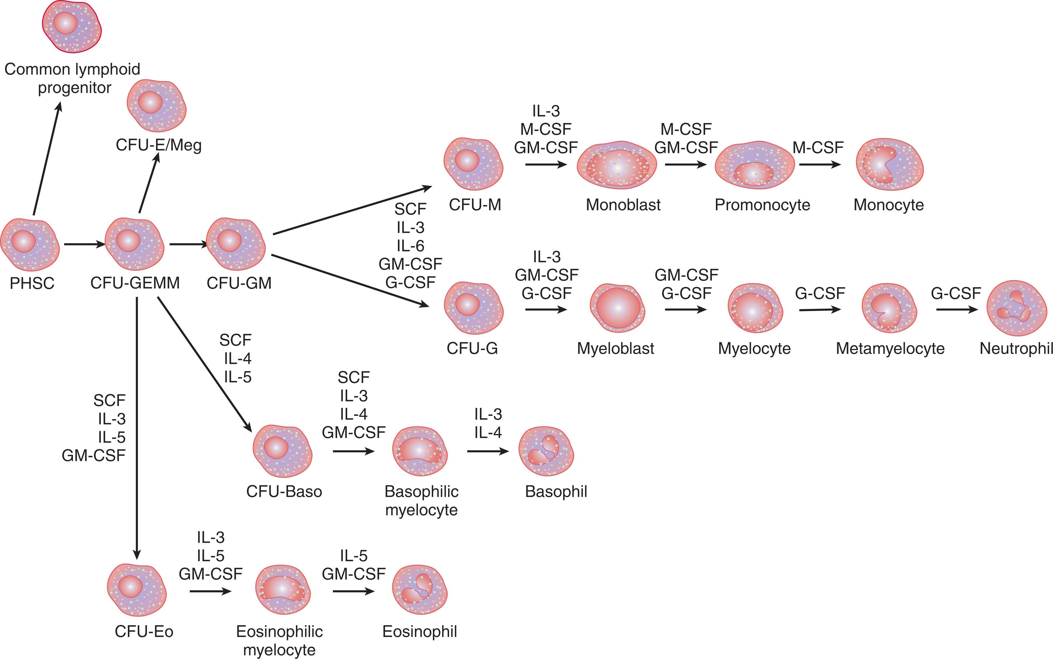 Figure 28.2, CYTOKINE REGULATION OF GRANULOCYTIC PROGENITORS.