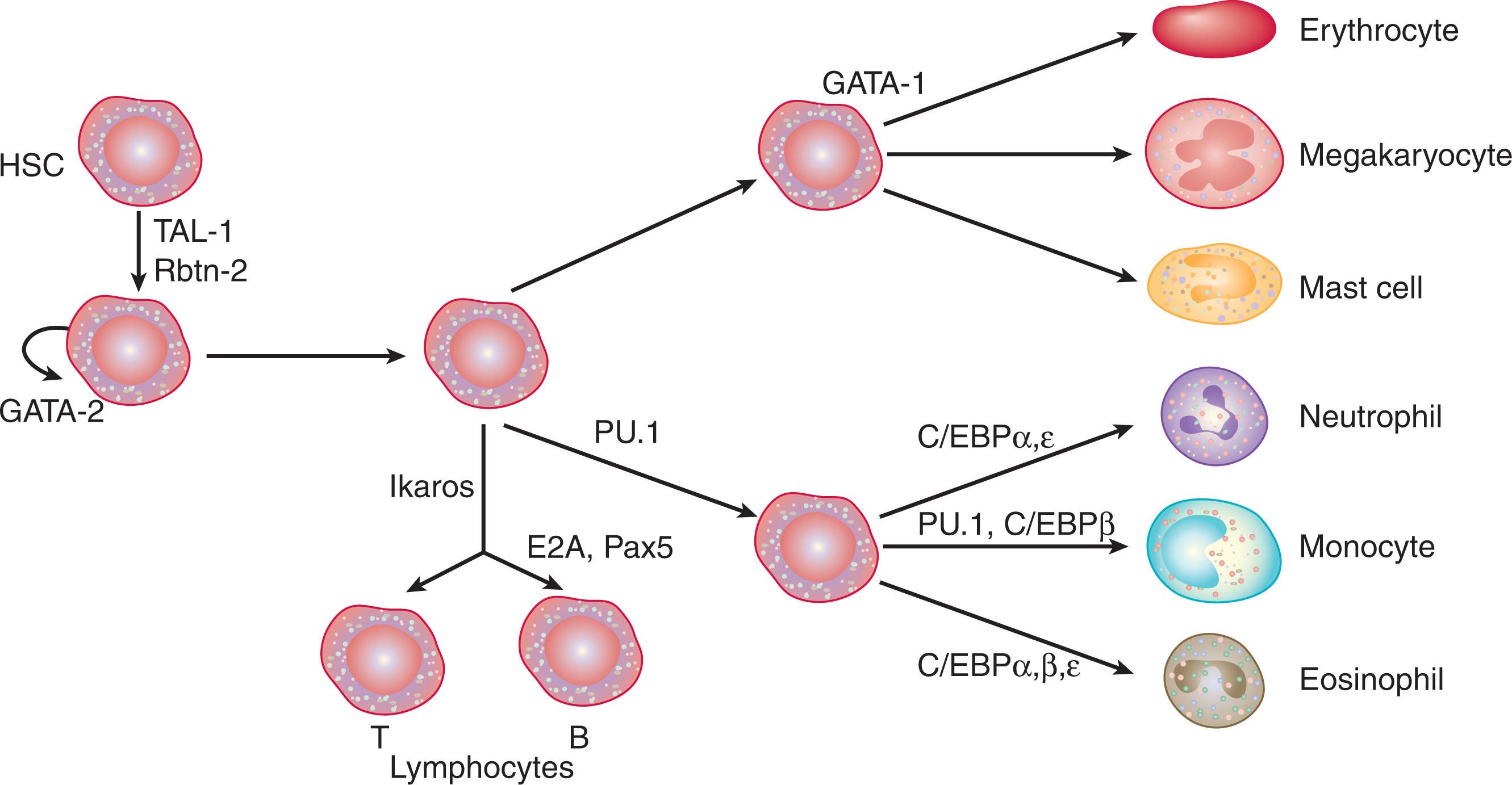 Figure 28.3, SIMPLIFIED SCHEMA OF TRANSCRIPTIONAL REGULATION OF HEMATOPOIESIS.