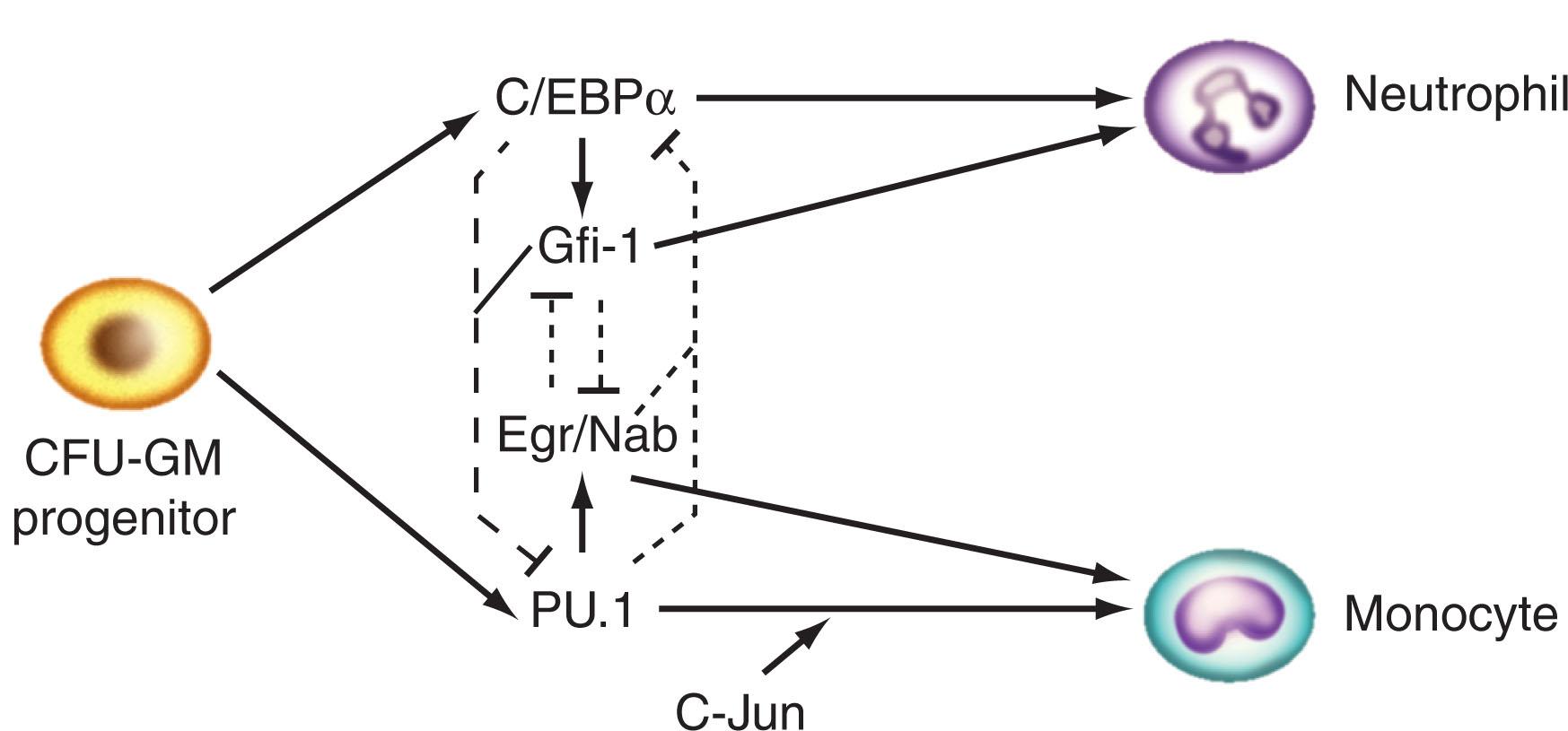 Figure 28.4, TRANSCRIPTION FACTOR CROSS-TALK AFFECTING NEUTROPHIL AND MONOCYTE DEVELOPMENT.