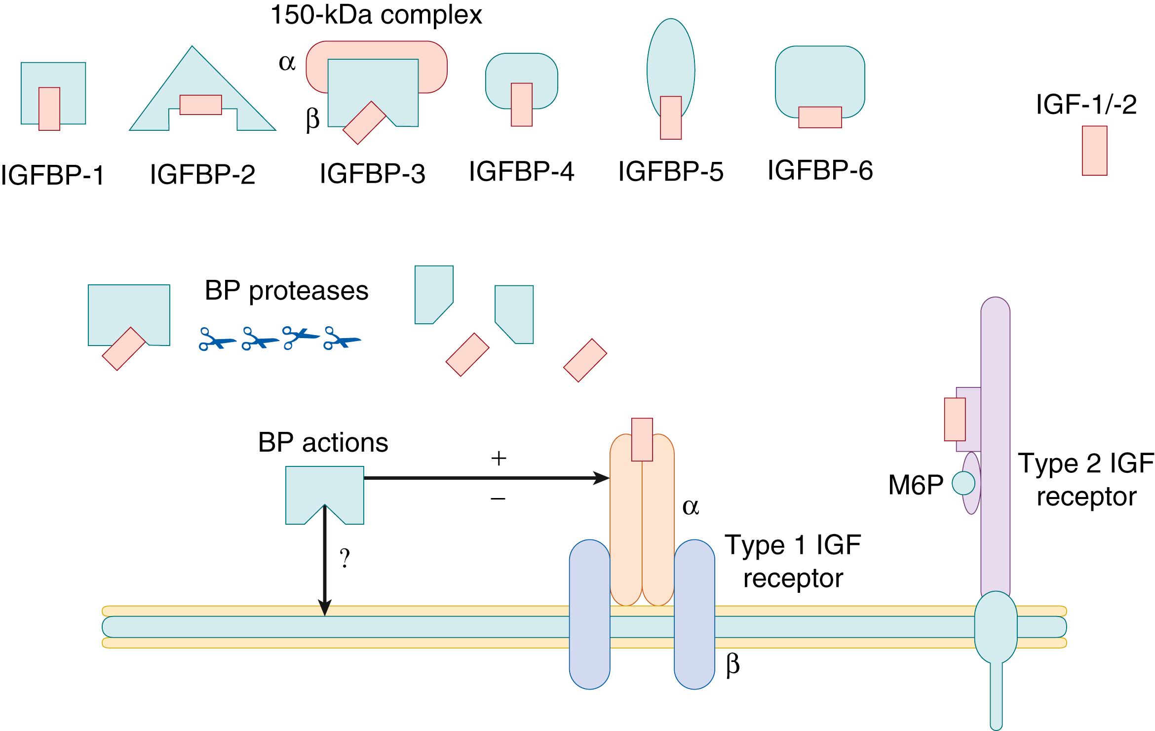 Fig. 140.1, The insulin-like growth factor (IGF) axis, including the IGFs, IGF-binding proteins (IGFBP) , and IGFBP proteases. The relationship of the components of the IGF axis is depicted. BP, Binding protein; M6P, mannose-6-phosphate.