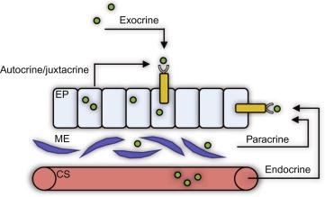 Fig. 3.1, Growth factor signaling routes. Growth factors are secreted from numerous sources and signal at different targets throughout the GI tract. Their modes of signaling can be broadly categorized as: Exocrine, exogenously derived growth factors (such as those in breast milk) eliciting signaling on their target cells; autocrine/juxtacrine, a growth factor acting on its receptor within the same cell or same cell type locally; paracrine, a growth factor derived from one cell type that acts on another cell type (such as mesenchymally derived factors binding to receptors on epithelial cells); endocrine, growth factors generated in one part of the body that migrate long distances (typically through circulation) to act on their target cells. EP , epithelium; ME , mesenchyme; CS , circulatory system.