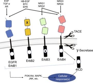 Fig. 3.2, EGFR/ErbB family of receptor tyrosine kinases. EGF-like growth factors signal through four distinct ErbB growth factor receptors, EGFR/ErbB1-ErbB4. These receptors share a common structure of an extracellular domain that binds ligand and an intracellular domain containing a tyrosine kinase domain and docking sites (tyrosine residues) for intracellular signaling components. Signaling commonly relies on receptor dimerization (either homo- or heterodimers). ErbB2 is unique in that it binds no growth factor ligands and relies upon heterodimerization to signal. ErbB3 is distinct in that it has attenuated kinase activity and thus primarily signals in heterodimers as well. ErbB4 is distinct in that TACE/ɣ-secretase cleavage of the intracellular domain generates a receptor fragment capable of acting within the cell (4ICD).