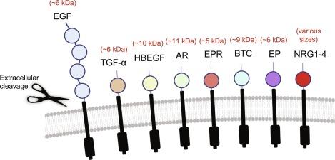 Fig. 3.3, Family of EGF-like ligands. EGF-like ligands are membrane-anchored upon generation. These ligands can signal either while membrane-bound in a juxtacrine manner, or more typically following metalloproteinase-dependent cleavage and release of extracellular signaling domains. Typical cleaved, secreted sizes are indicated (red text) . EGF , epidermal growth factor; TGF-α , transforming growth factor-α; HBEGF , heparin-binding epidermal growth factor-like growth factor; AR , amphiregulin; EPR , epiregulin; BTC , betacellulin; EP , epigen; NRG1-4 , neuregulins 1-4.