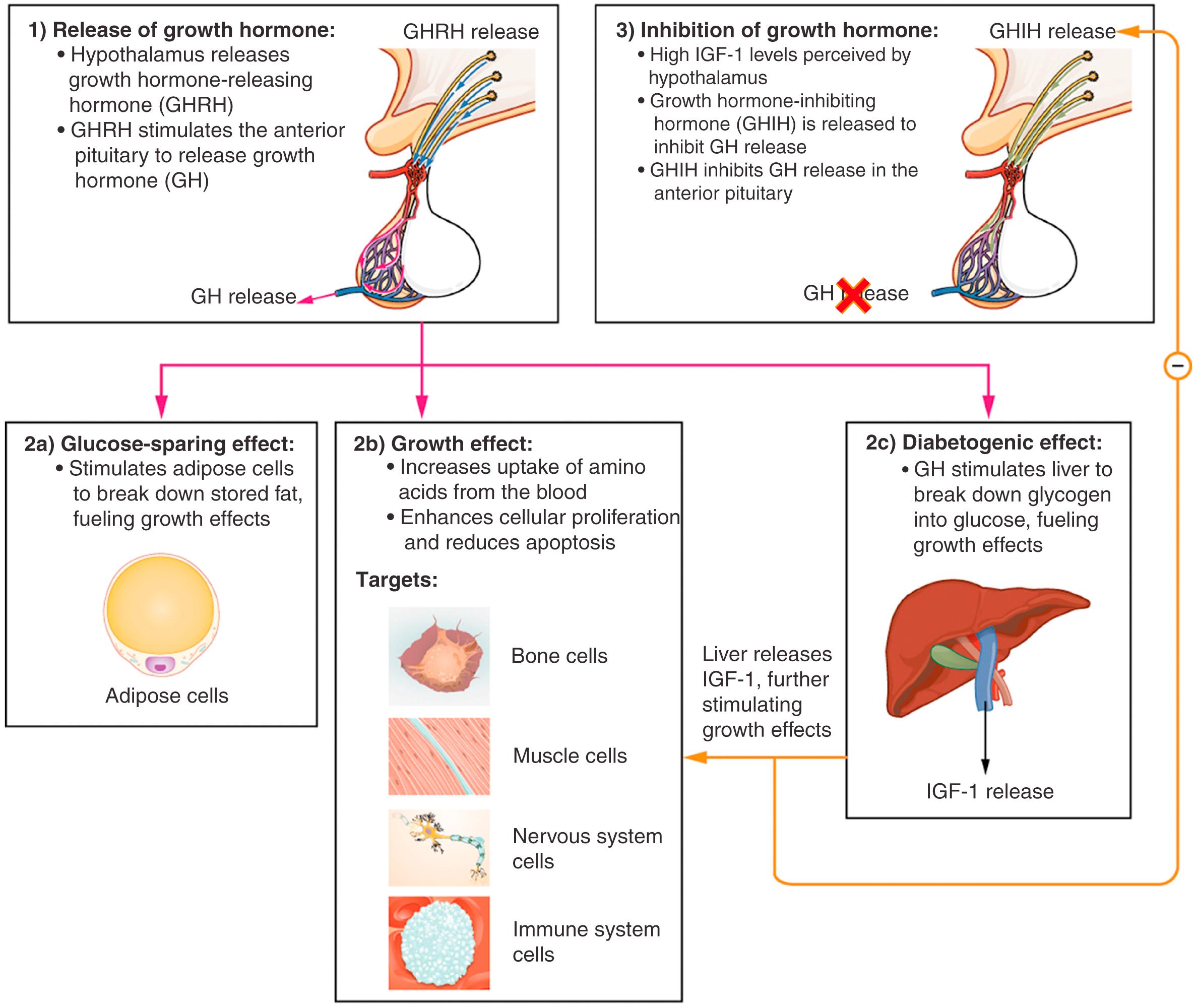 FIG. 8.1, Growth hormone (GH) directly accelerates the rate of protein synthesis in skeletal muscle and bones.