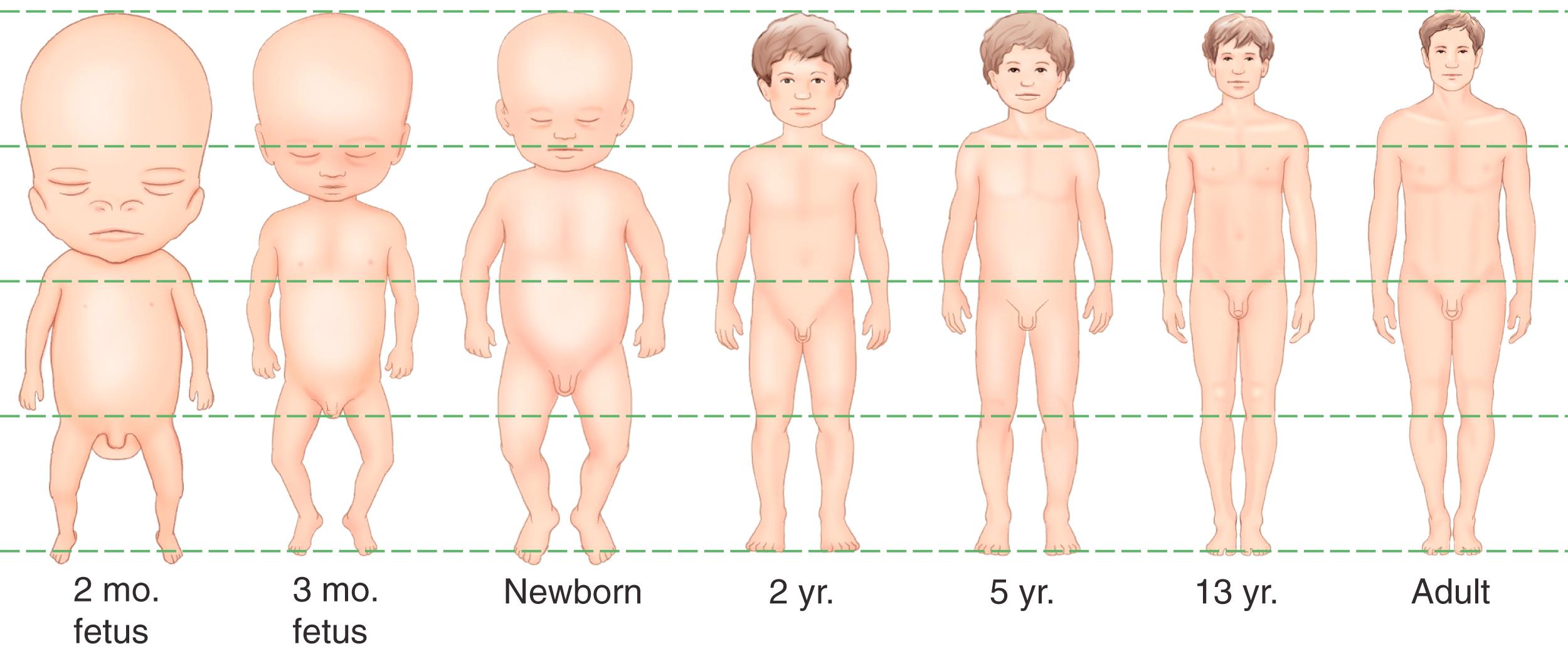 FIG. 8.3, Changes in body proportions from 8 weeks of gestation through adulthood.