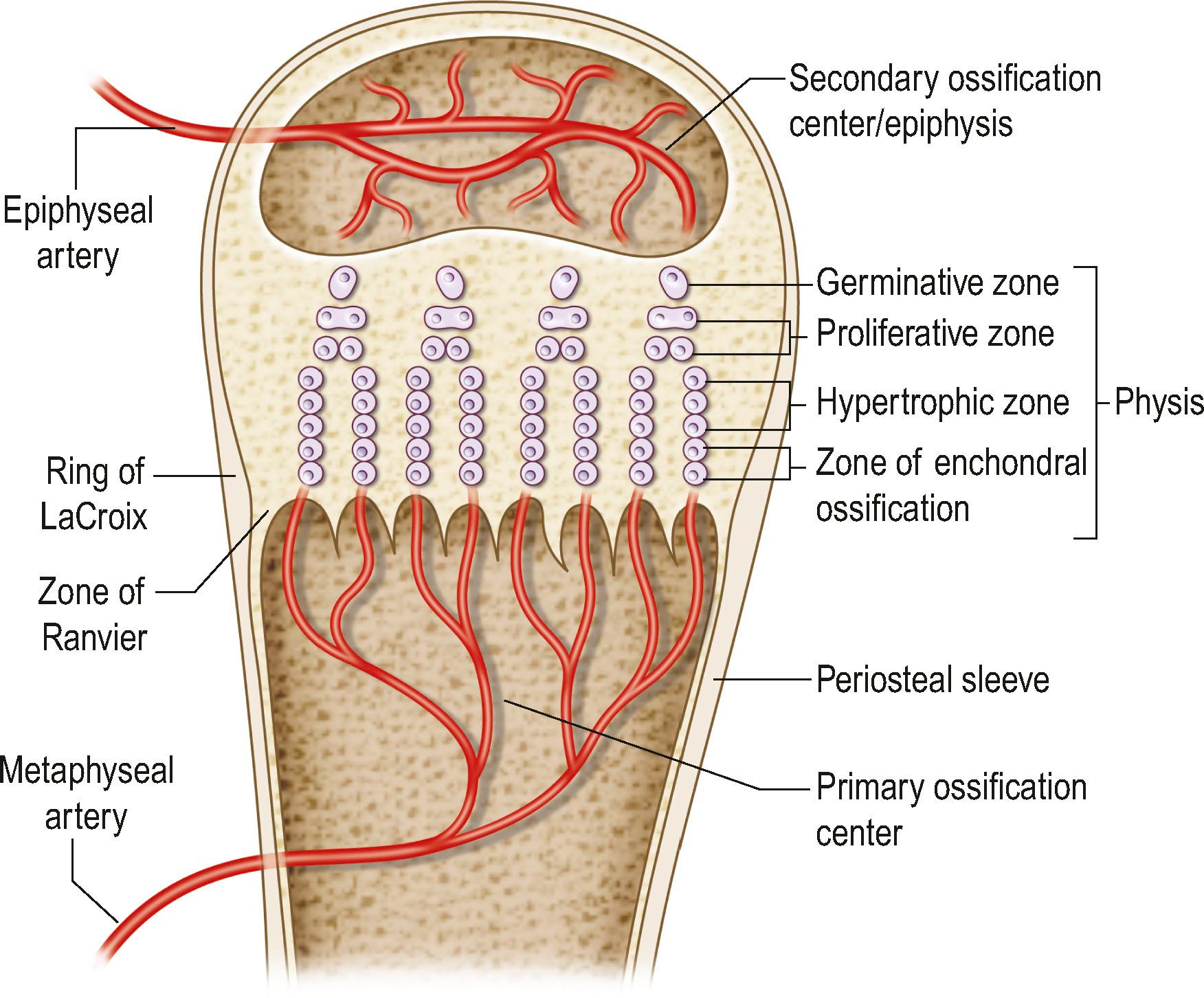 Figure 39.1, Cross-sectional anatomy of the physis.