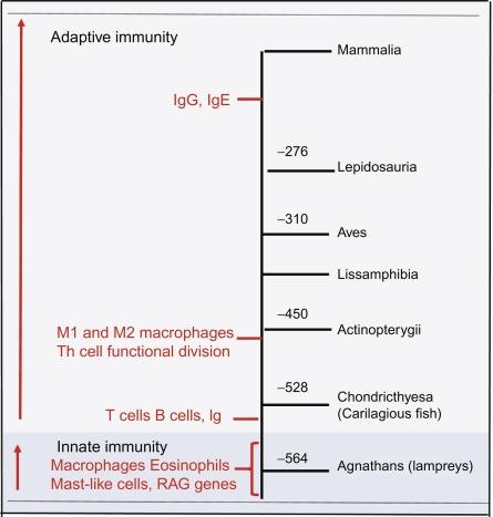 Fig. 26.1, The human immune system evolved in the presence of infectious pathogens. Macrophages, eosinophils, and mast-like cells were present in the agnathans and preceded the appearance of adaptive immunity. The insertion of recombination activating genes (RAG) into the genome permitted the evolution of the recombinatorial receptor system that is the basis of T cell function. The immunoglobulins coincide with appearance of B cells; however, IgG and IgE are more recent arrivals in the mammalian lineage. The numbers refer to millions of years ago.