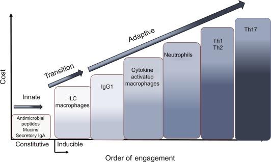 Fig. 26.2, Defense mechanisms of the adaptive immune system have an increasing cost that is based on the severity of the pathology. The lower-cost innate or constitutive mechanisms include elaboration of antimicrobial peptides (AMPs), mucins, and secretory IgA. The cost of the response increases when these innate mechanisms fail to control the pathogen there is a transition to the higher cost of adaptive immunity culminating in the polarized cytokines Th1, Th2, and Th17 profiles.