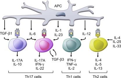 Fig. 26.4, The antigen presenting cells (APC) including dendritic cells and macrophages provide the distinct and appropriate cytokine signals for the development of polarized Th subsets that generate specific profiles of cytokines. These effector cytokines have a number of mucosal functions including epithelial permeability.