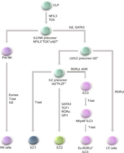 Fig. 26.5, ILC produce cytokines that parallel their respective adaptive Th1, Th2, and Th17 CD4 + T cell counterparts.