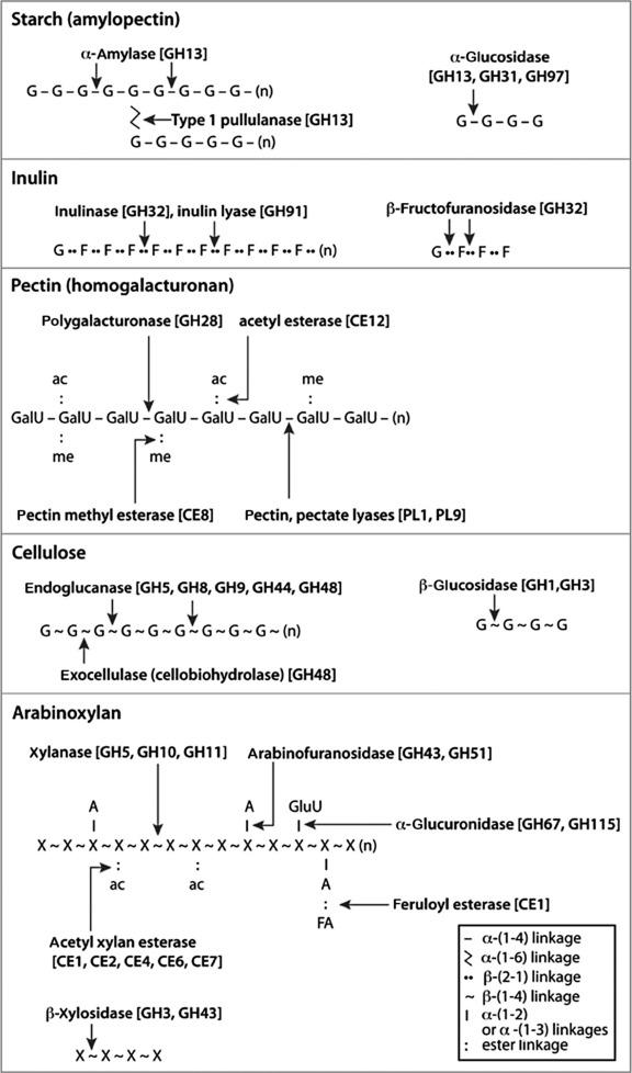 Fig. 35.1, Major cleavage sites of dietary polysaccharides by microbial carbohydrate-degrading enzymes. GH , glycoside hydrolase; PL , polysaccharide lyase; CE , carbohydrate esterase.