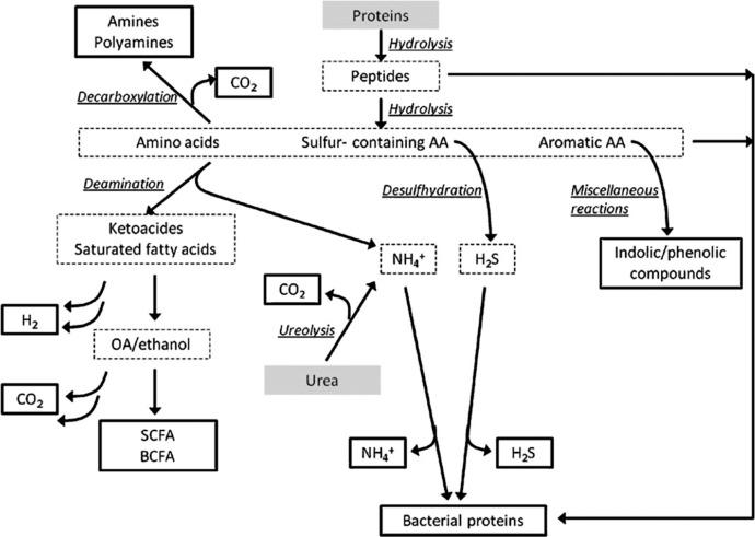 Fig. 35.2, Schematic overview of metabolism of proteins by gut microbiota. Dark gray : substrate. Dotted line : intermediate. Solid line : end product.