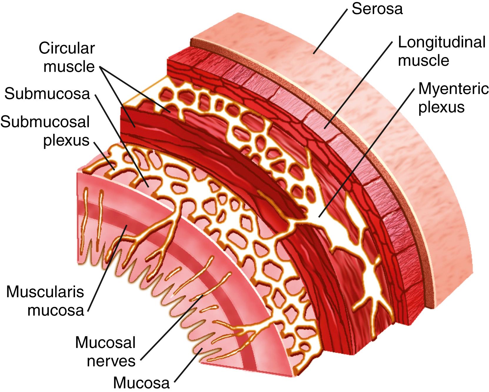 Fig. 4.2, Organization of the enteric nervous system. The enteric nervous system is composed of two major plexuses, one submucosal and one located between the circular and longitudinal smooth muscle layers. These neurons receive and coordinate neural transmission from the GI tract and central nervous system.