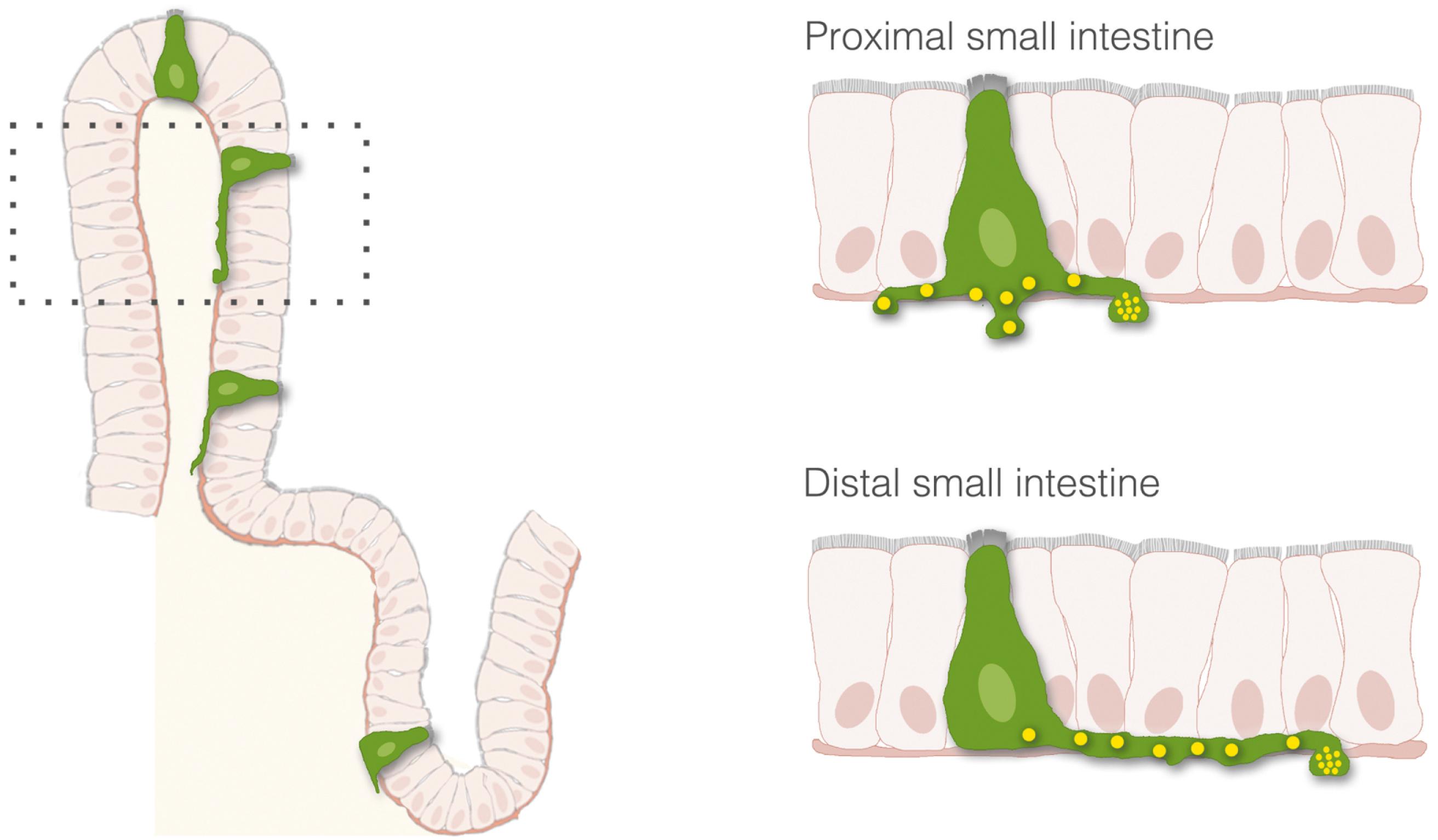 Fig. 4.3, Axon-like processes in enteroendocrine cells. Enteroendocrine cells have cytoplasmic extensions that resemble neuronal axons. Some of these serve to act as paracrine modulators, like those in somatostatin-secreting cells; however, in other cells these axon-like basal processes serve to connect to neurons innervating the gut.