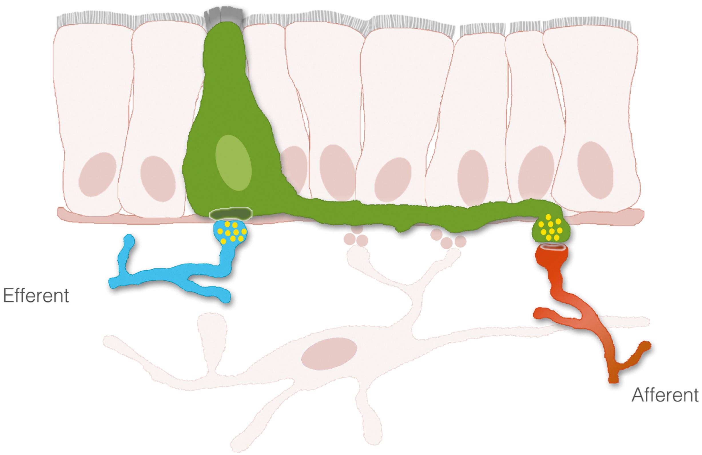 Fig. 4.4, Enteroendocrine cells as paraneurons. Enteroendocrine cells connect to afferent and efferent neurons and appear to be capable of sending and receiving neuronal signals.