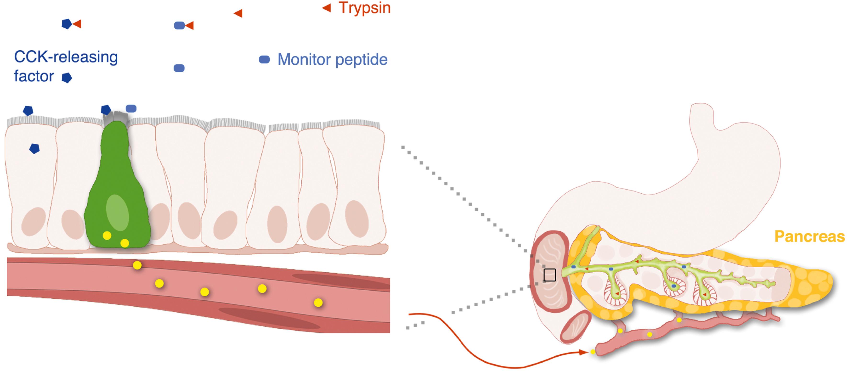 Fig. 4.5, Regulation of cholecystokinin (CCK) secretion by intraluminal releasing factors. Intestinal epithelial cells secrete factors, which are known as CCK-releasing factors because of their ability to stimulate CCK release from enteroendocrine cells (green) . CCK is released into the bloodstream to stimulate pancreatic secretion of monitor peptide and trypsin. Monitor peptide further stimulates the release of CCK and constitutes a feed forward mechanism. In turn, trypsin in the intestine digests food and inhibits the actions of monitor peptide and CCK releasing factor. Trypsin acts therefore as a feedback regulator.