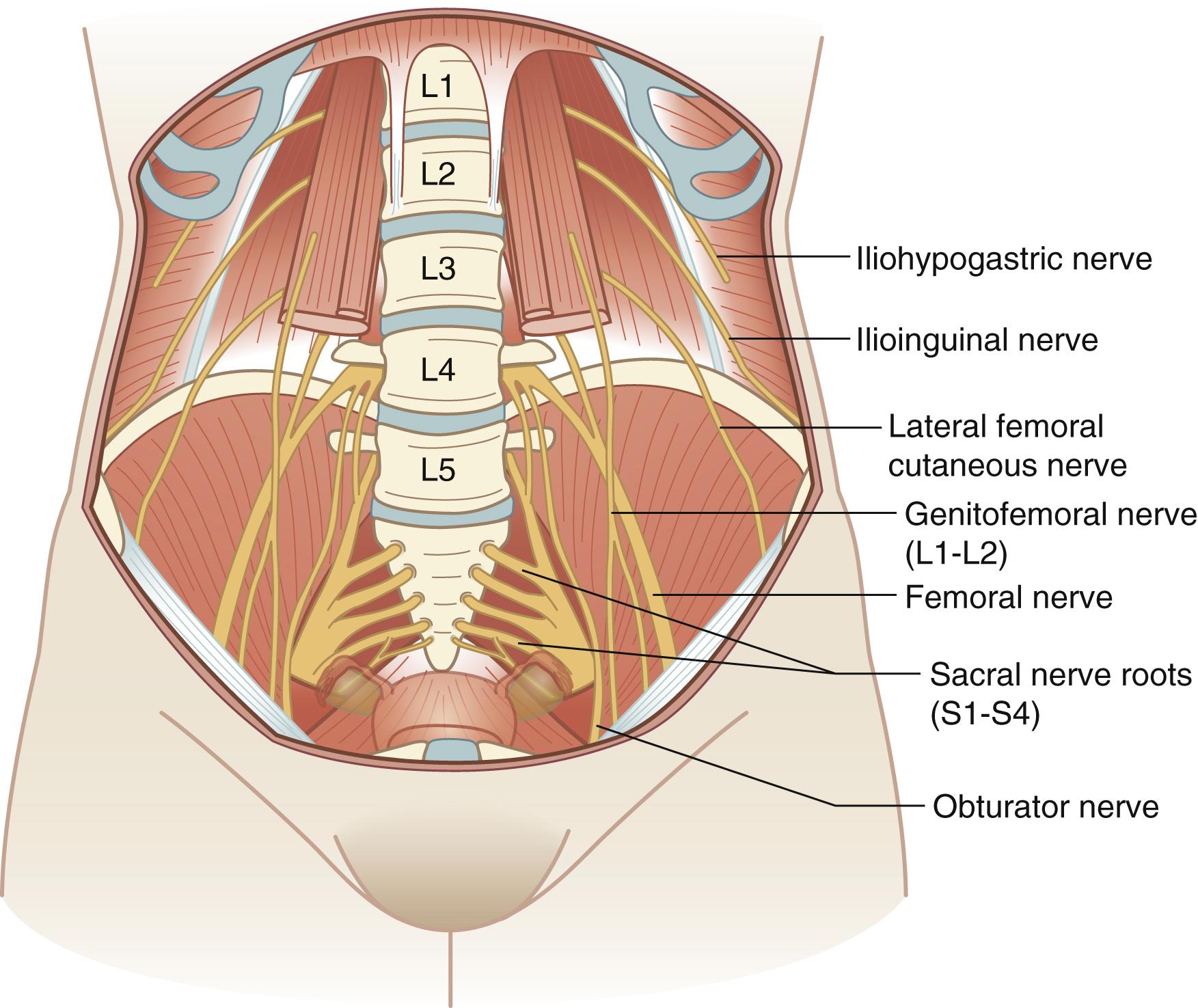 Fig. 71.5, Neurologic structures of the female pelvis.