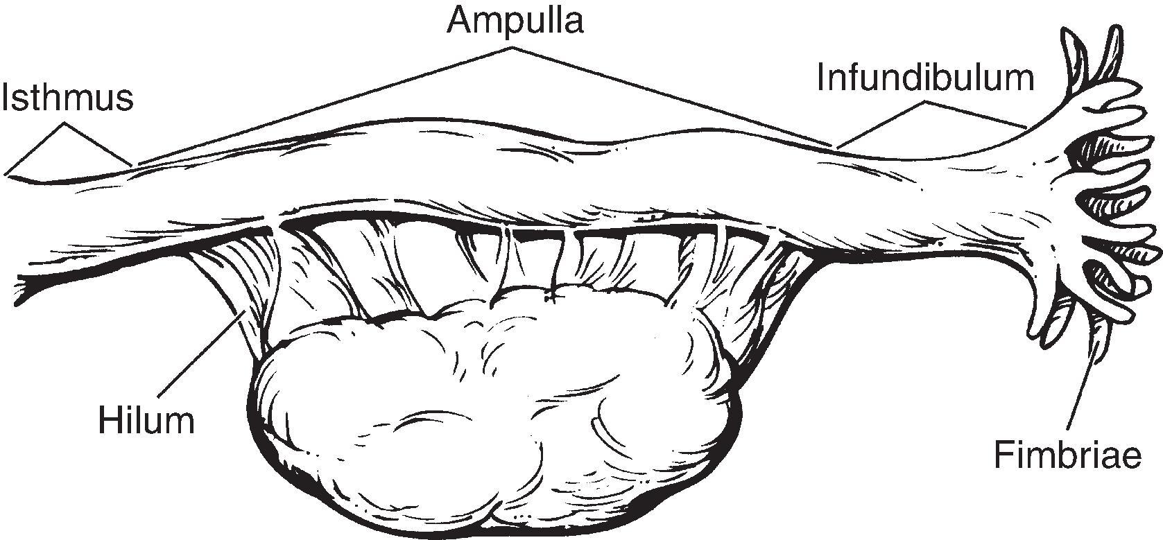 Figure 19.4, Ovary and fallopian tube.