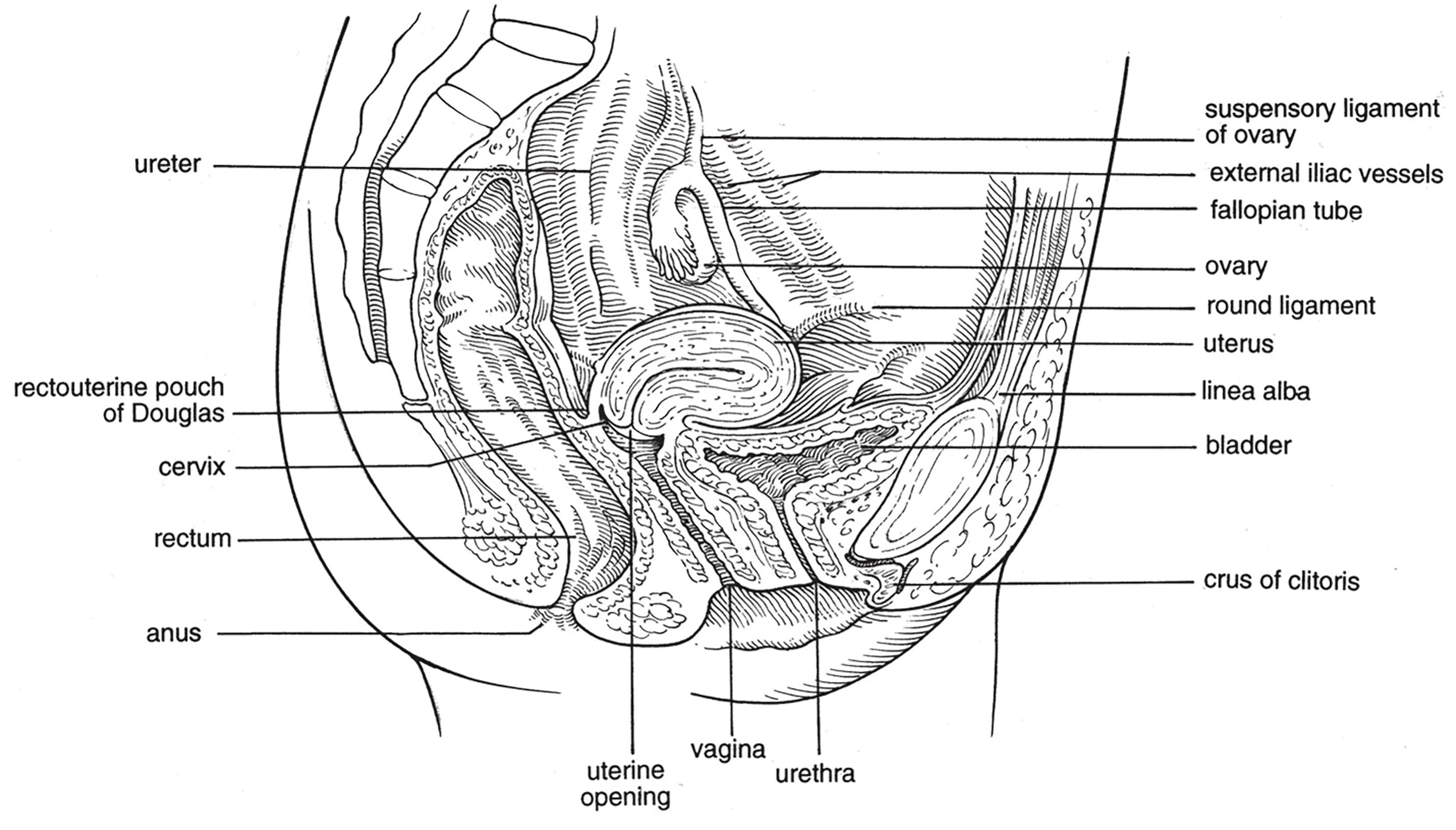 FIGURE 2, Anatomy of the female reproductive organs (vertical median section).