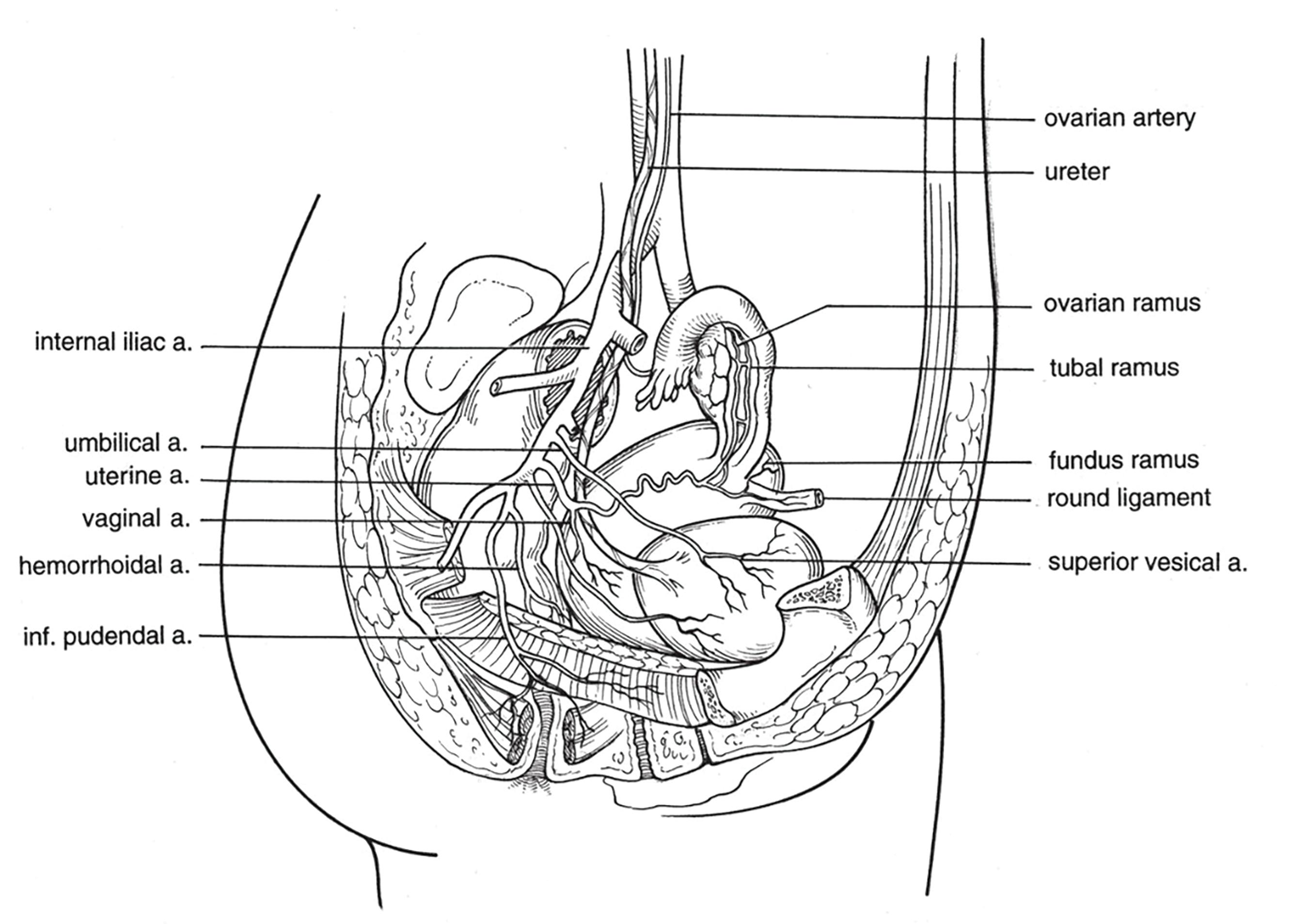 FIGURE 3, Arterial vessels of the female organs (lateral view).