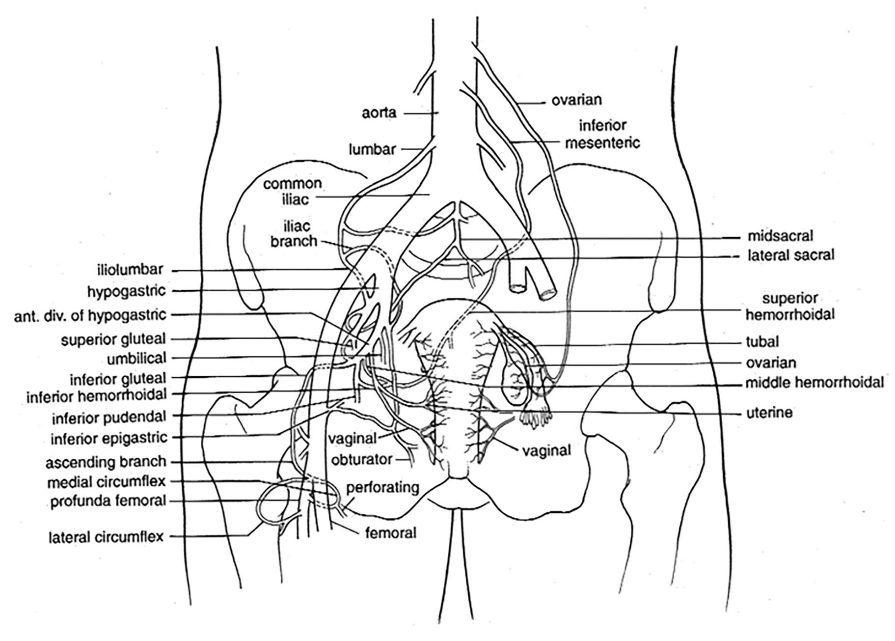 FIGURE 4, Arterial vessels of the female organs (frontal view).