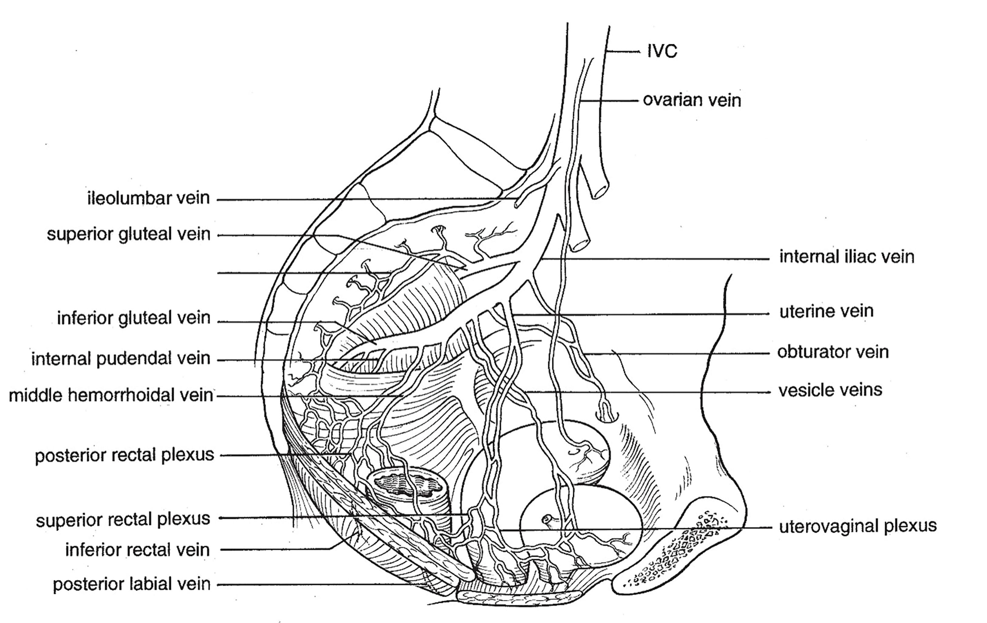 FIGURE 6, Veins of the female pelvis (lateral view).