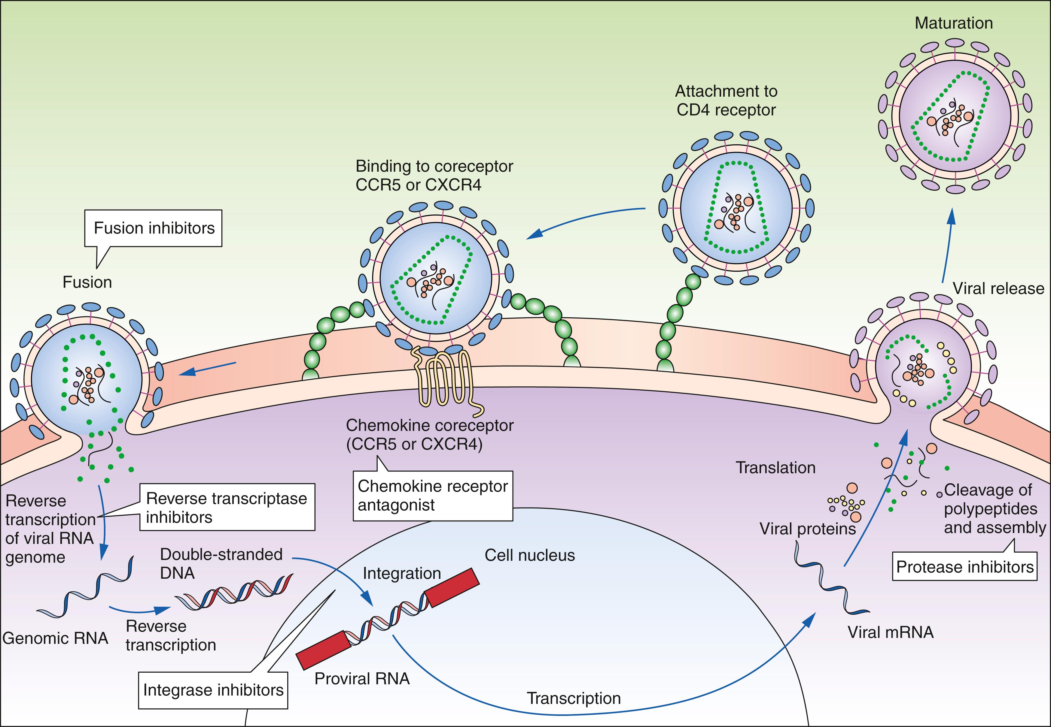 Fig. 121.3, Replicative cycle of the HIV virion.
