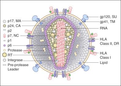 Figure 11-1, Structure of human immunodeficiency virus type 1 (HIV-1).