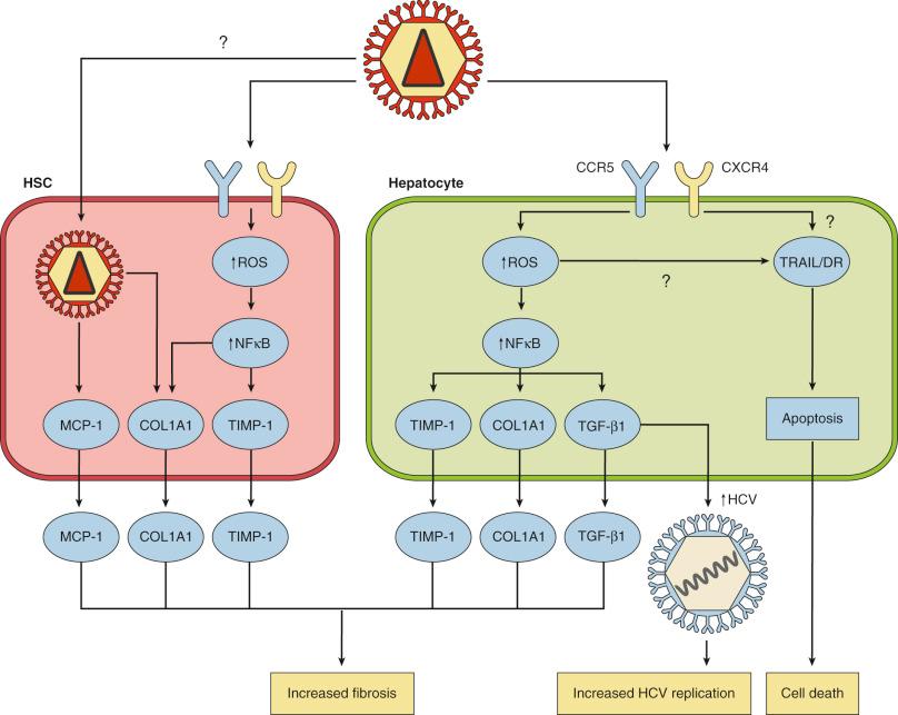 Fig. 37-2, Mechanisms of liver disease in HIV.