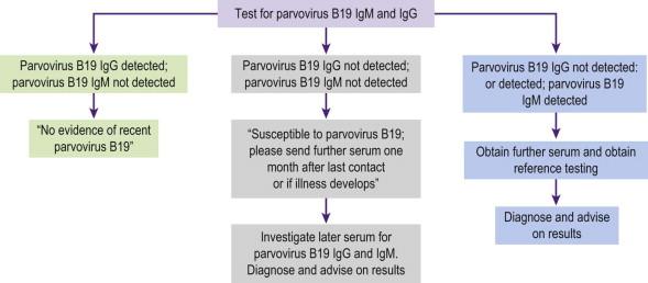 FIGURE 19-6, Investigation for parvovirus B19 in pregnant women exposed to rash illness.