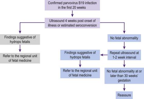 FIGURE 19-7, Management of confirmed parvovirus B19 infection in pregnancy.