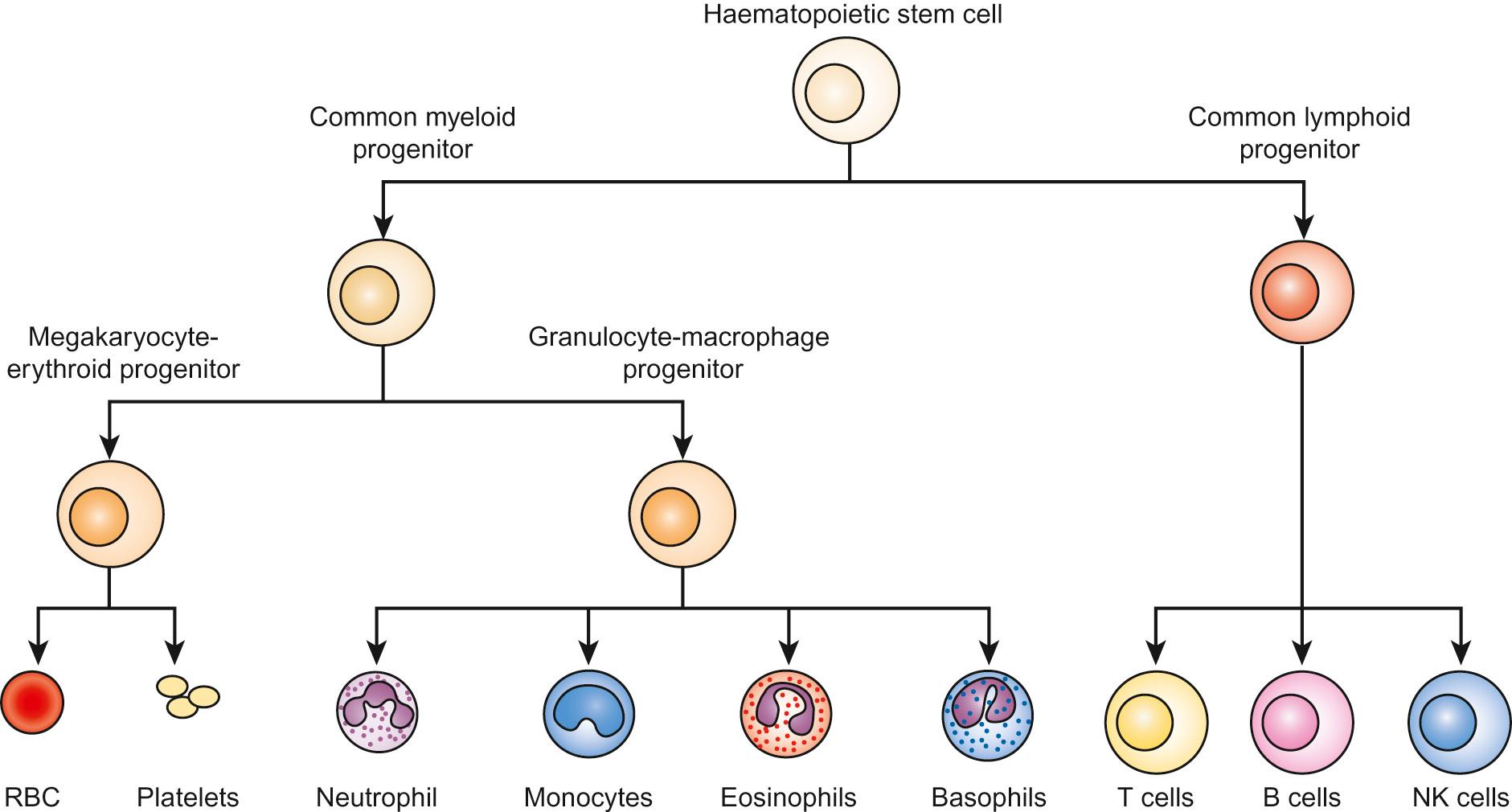 Fig. 23.1, Normal haematopoiesis: a hierarchy of haematopoietic stem cells, progenitor cells and mature blood cells of all lineages.