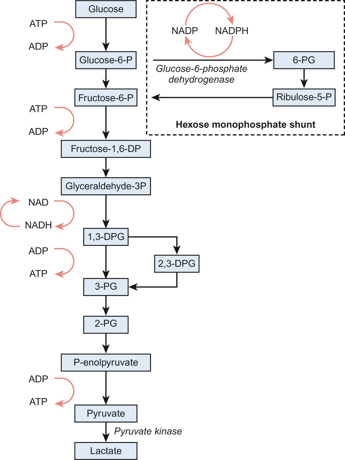 Fig. 23.2, Red cell metabolism: the Embden–Meyerhof pathway and pentose phosphate pathway.