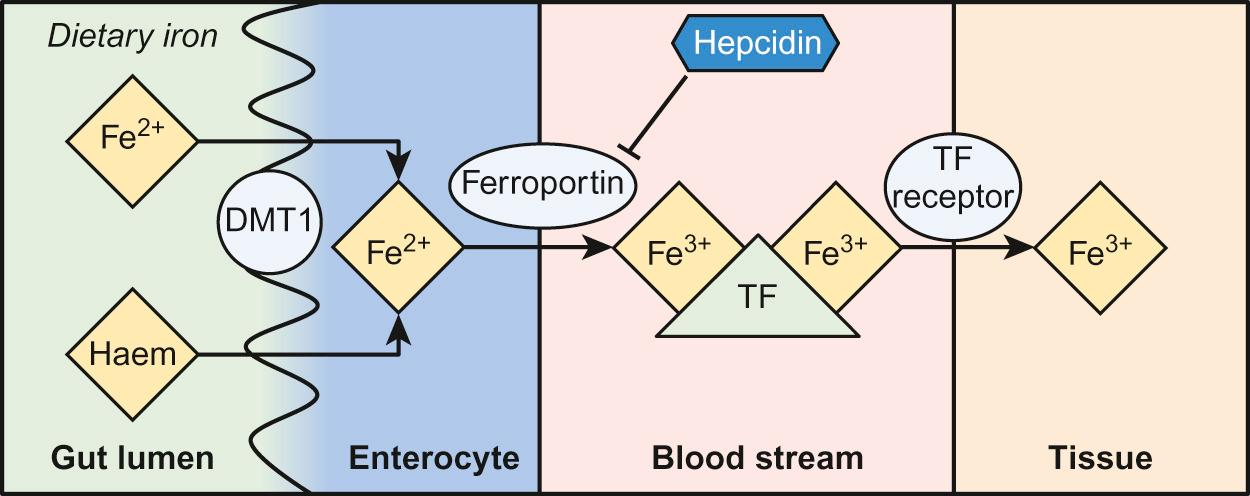 Fig. 23.3, Absorption of iron and distribution to tissues.