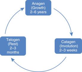 FIGURE 43-1, The hair cycle.