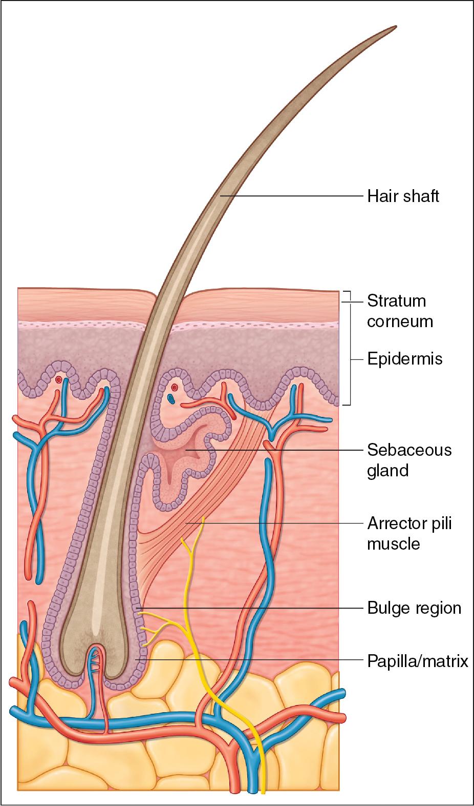 Fig. 9.1, Hair follicle anatomy.