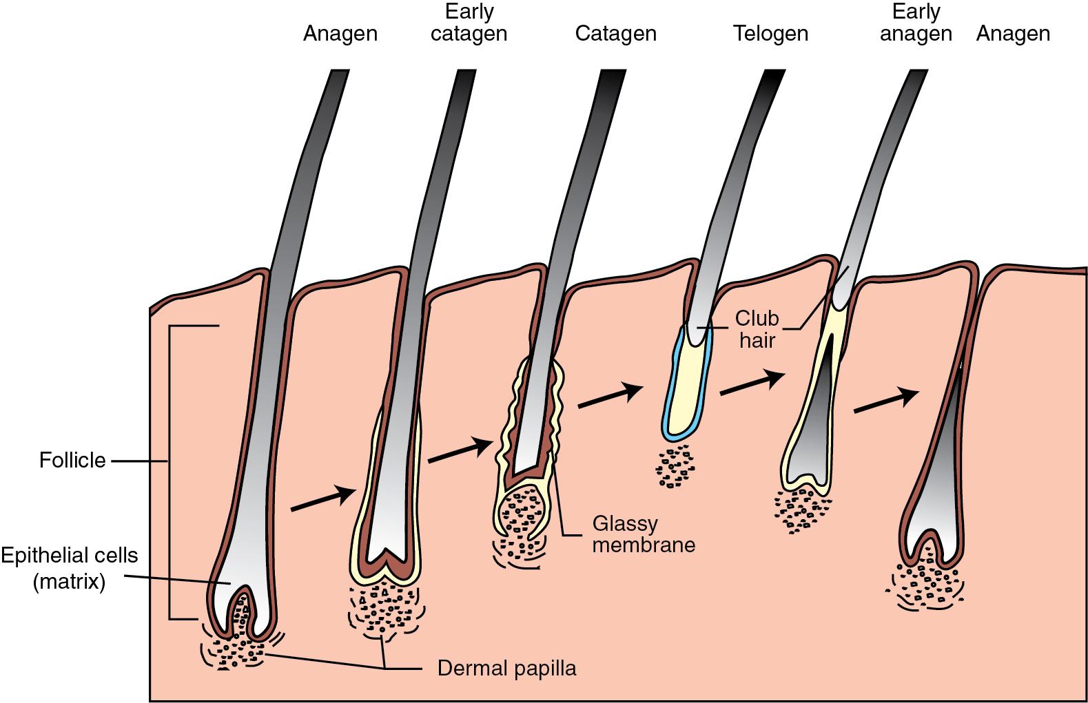 Fig. 9.2, Hair Growth Cycle