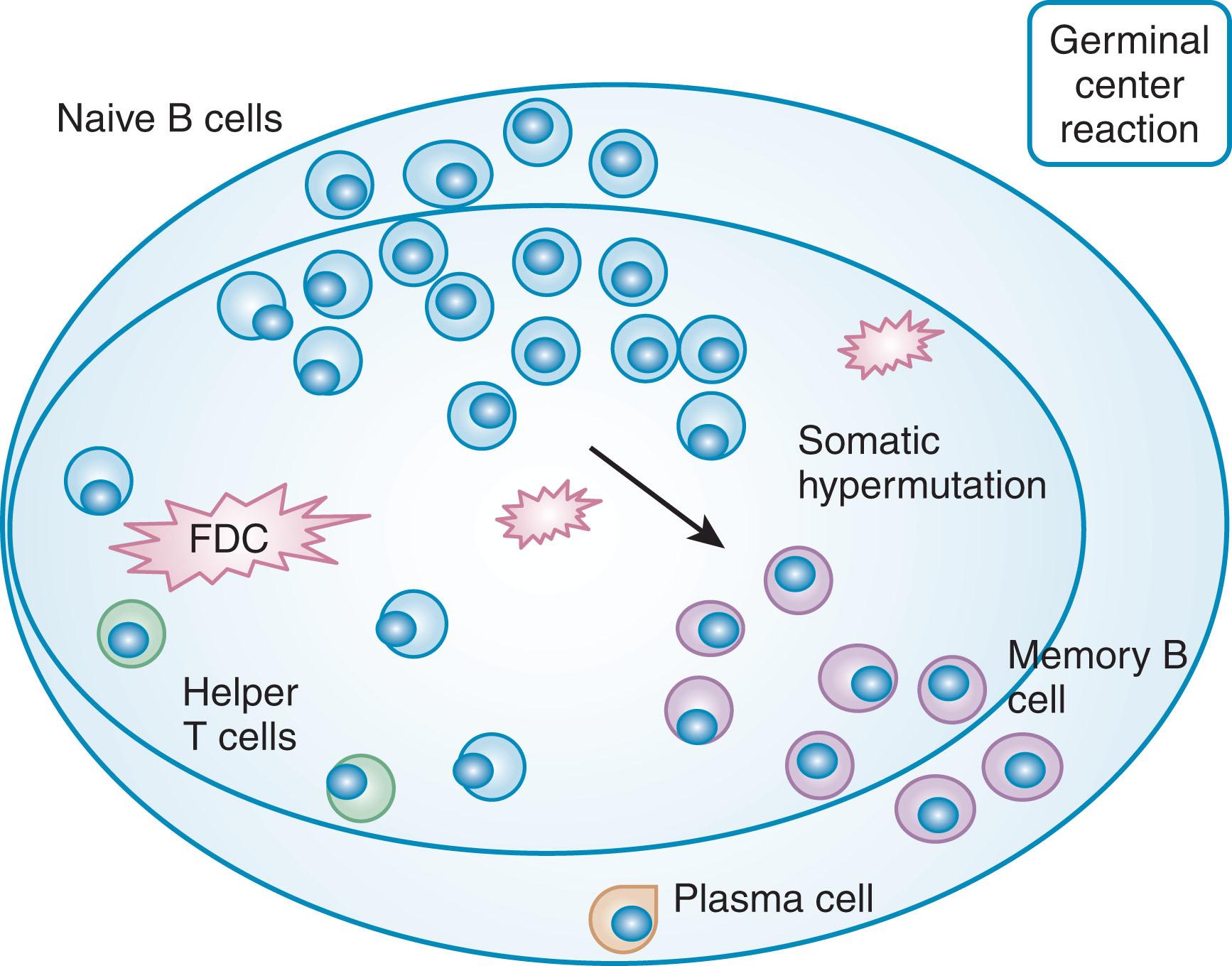 Figure 77.1, GERMINAL CENTER REACTION.