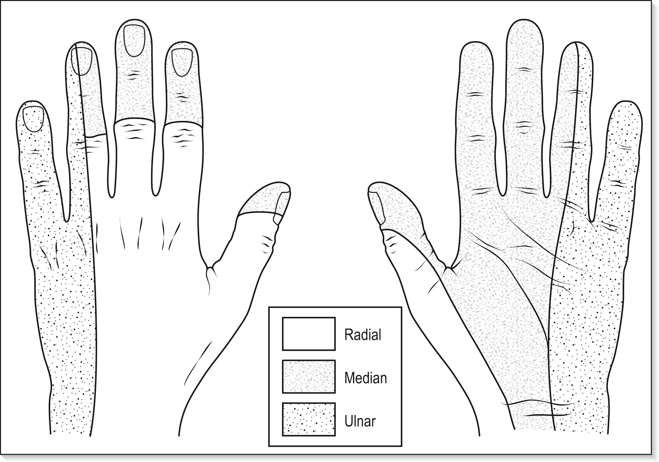 Fig. 4.5.3, The nerve supply to the hand.