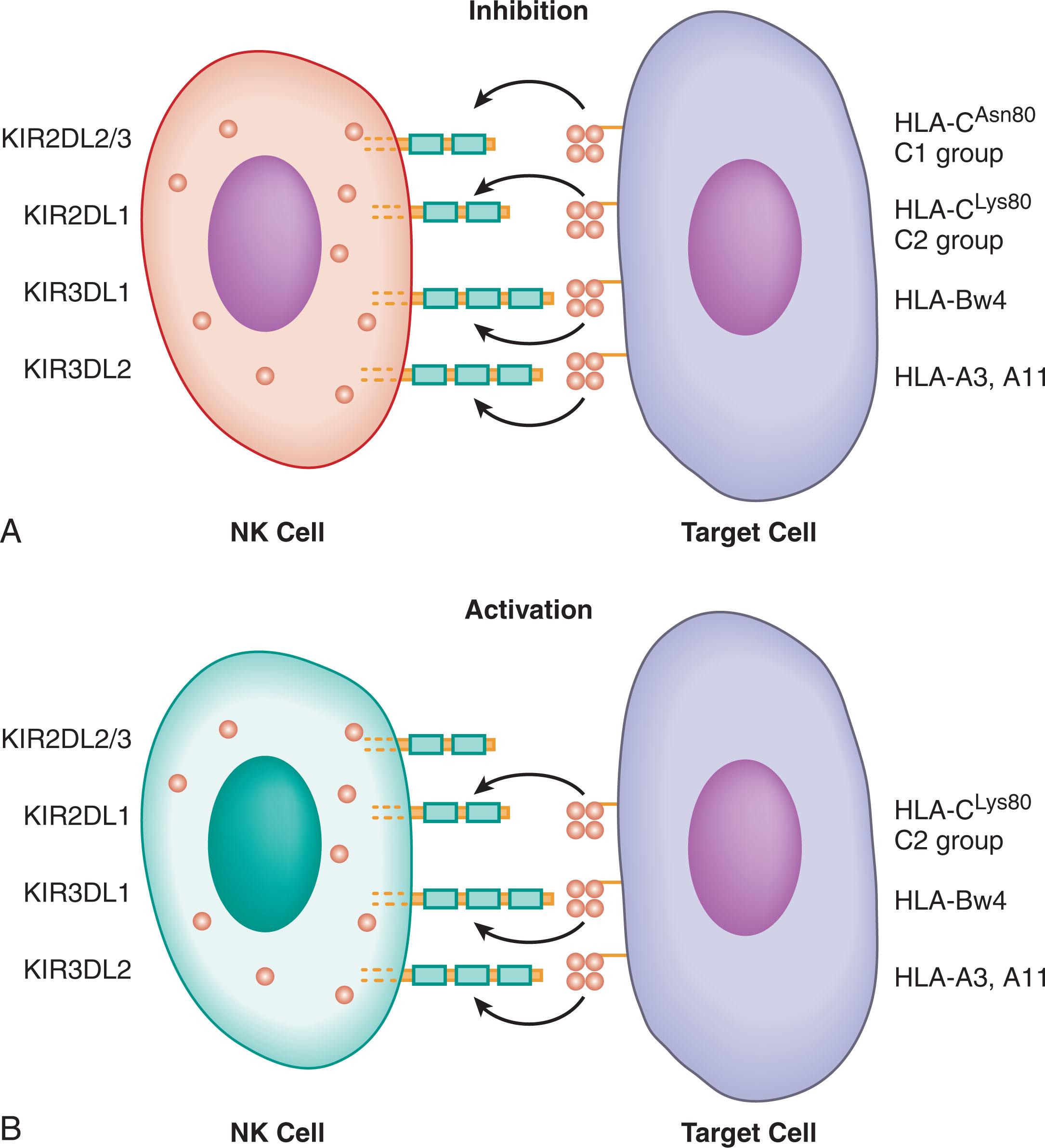 Figure 107.2, INTERACTIONS BETWEEN INHIBITORY KILLER IMMUNOGLOBULIN-LIKE RECEPTORS AND THEIR HUMAN LEUKOCYTE ANTIGEN LIGANDS OF RELEVANCE TO NATURAL KILLER CELL ALLOREACTIVITY AFTER ALLOGENEIC STEM CELL TRANSPLANT.