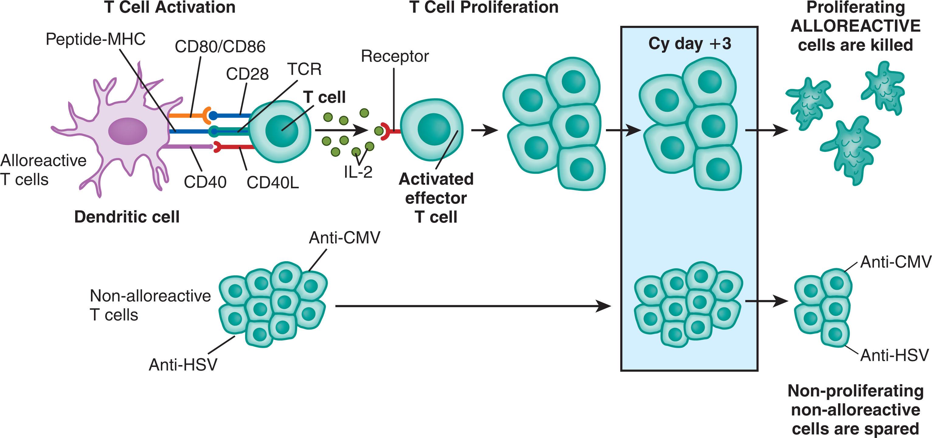 Figure 107.4, CYCLOPHOSPHAMIDE-INDUCED TOLERANCE TO HISTOCOMPATIBILITY ANTIGENS.