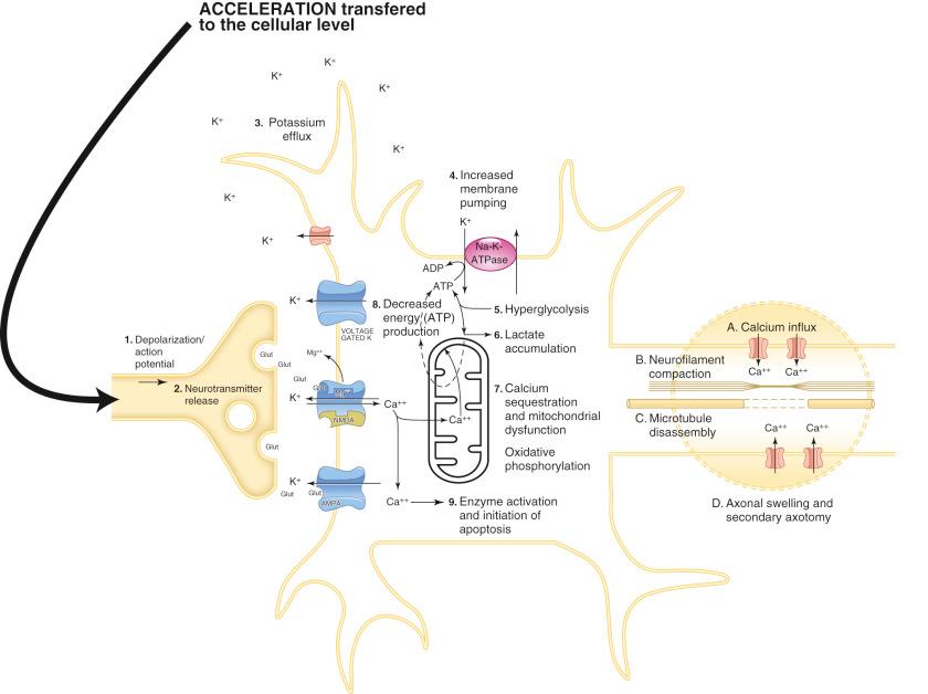 Fig. 139.1, The biochemical changes that occur in the neuron with concussion. ADP, Adenosine diphosphate; ATP, adenosine triphosphate; ATPase, adenosine triphosphatase.