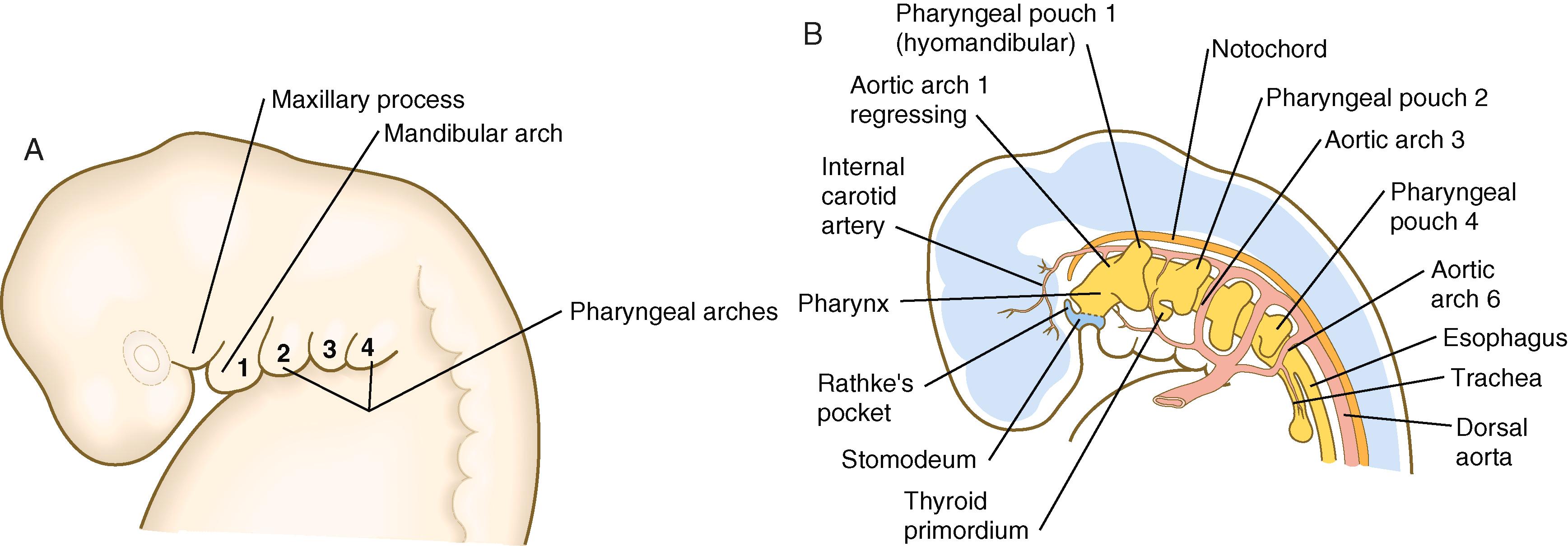 Fig. 14.2, (A) Superficial view of the head and pharynx of a human embryo during the fifth week. (B) Basic organization of the pharyngeal region of the human embryo at the end of the first month.